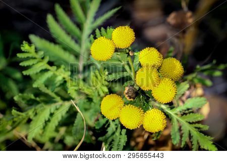 Ansy, Tanacetum Vulgare, Common Tansy, Bitter Buttons, Cow Bitter Mugwort Golden Buttons