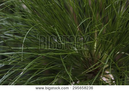 Thin Green Nile Grass Leaves (cyperus Papyrus)