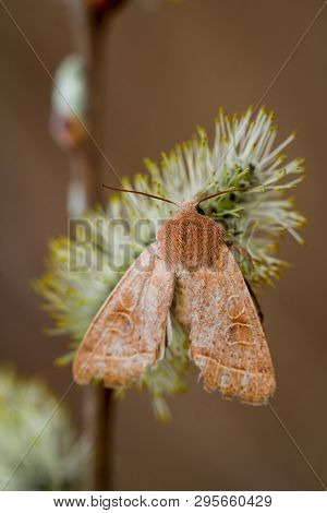 Close Up Of A Butterfly Or Rambling