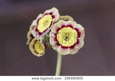 Primula Flower, Primula X Hortensis.