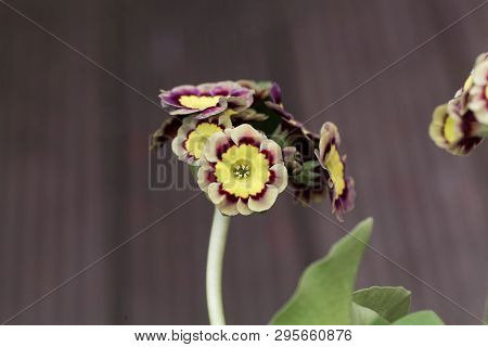 Primula Flower, Primula X Hortensis.