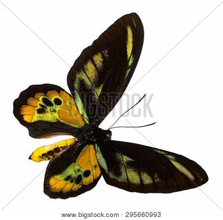 Color Butterfly, Isolated On White Background With Clipping Path, Ornithoptera Rothschildi.
