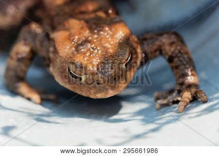 Head Of A Common Toad, Bufo Bufo