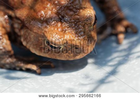 Head Of A Common Toad, Bufo Bufo