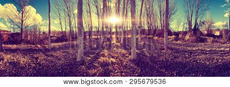 Nature Landscape With Trees And Vegetation With Dry Leaves On The Ground