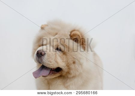 Portrait Of Chow Chow Puppy With Lolling Tongue. Isolated On A White Background. Pet Animals.