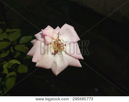 Light Colour Rose On The Little Branch