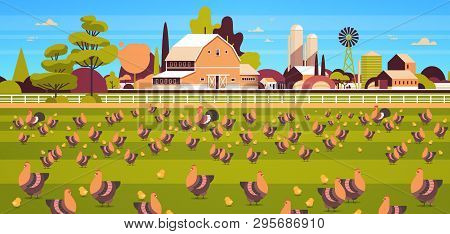 Chicken And Rooster Free Range Feeding Time Farming Breeding Hed For Food Poultry Farm Concept Field