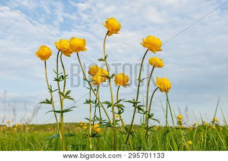 Trollius Europaeus, Globeflower, Beautiful Yellow Globeflowers European Ranunculaceae. Flower Of The