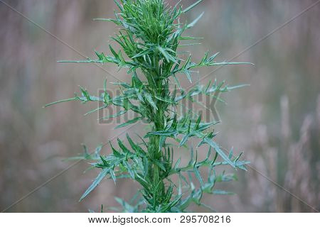 Flora Field Early Season Scotch Thistle No Blooms