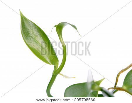 Branch Of Vanilla Planifolia Or Flat-leaved Vanilla Plant With Green Foliage Isolated On White Backg
