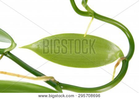 Green Leaf Of Vanilla Planifolia Or Flat-leaved Vanilla Plant Isolated On White Background