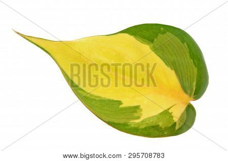 Variegated Green Leaf Of Philodendron Hederaceum Var. Oxycardium (syn. Philodendron Scandens Subsp. 