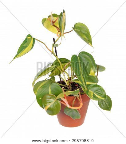 Philodendron Hederaceum Var. Oxycardium (syn. Philodendron Scandens Subsp. Oxycardium) With Variegat