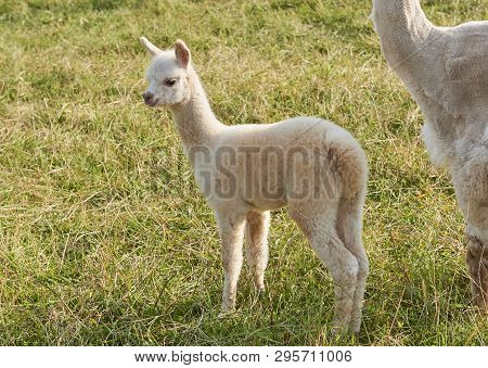 Baby Alpaca Waking In Grass With Fense