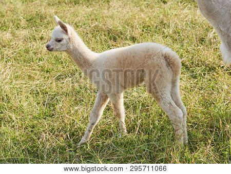 Baby Alpaca Waking In Grass With Fense