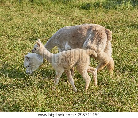 Baby Alpaca Waking In Grass With Fense