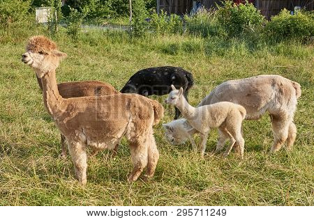 Baby Alpaca Waking In Grass With Fense