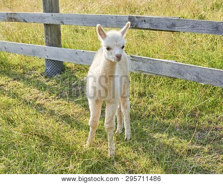 Baby Alpaca Waking In Grass With Fense