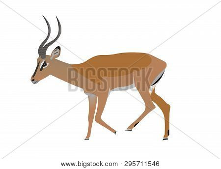 Illustration Of A Black Faced Impala, Aepyceros Melampus Petersi