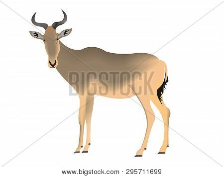 Illustration Of A Cokes Hartebeest, Alcelaphus Buselaphus Cokii
