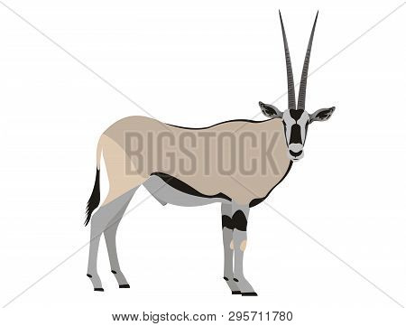 Illustration Of An East African Oryx, Oryx Beisa