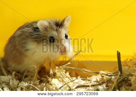 Roborovski Hamster Cute Pet Looking - Yellow Background