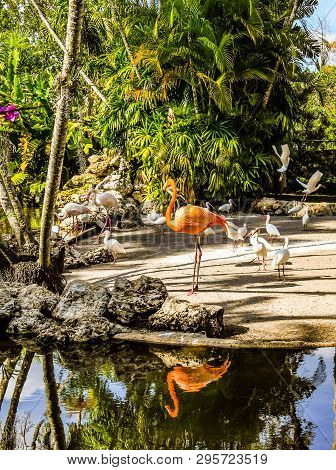 Florida White And Pinkish Orange Flamingos And White Ibises On A Man Made Island At Flamingo Gardens