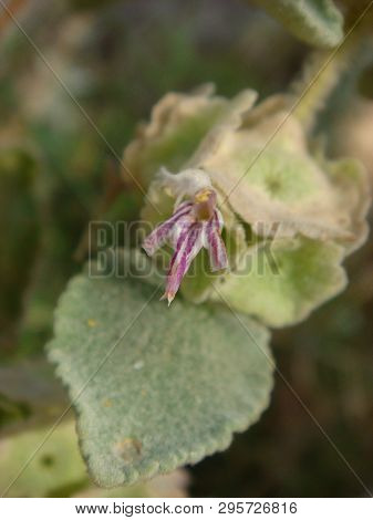 Ballota Acetabulosa Wild Flower Lamiaceae Family Macro Background Wallpapers Fine Prints.