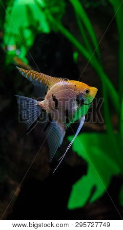 Spotted Fish In The Aquarium, Close-up Of Aquarium Fish, Triangular Fish