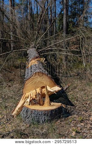 Conifers Cut By A Power Saw. Acquiring Wood In A Wooded Area.