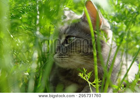 A Gray Cute Cat With Green Eyes Is Yawning Among Verdant Carrot Tops On A Warm Day.