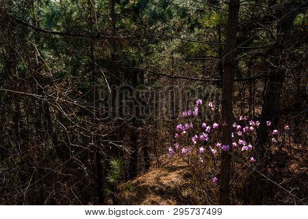 Bunch Of Lilac Colored Flowers Bathed In Soft Sunlight In Next To Path In Dense Forest.