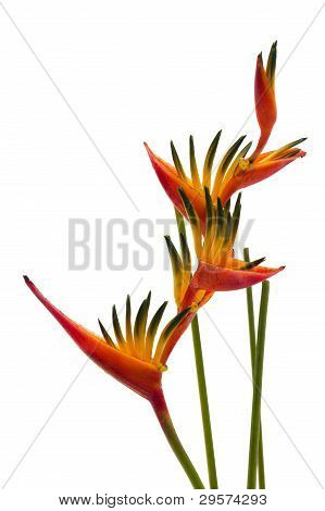 A Bird Of Paradise Flower, Isolated On White