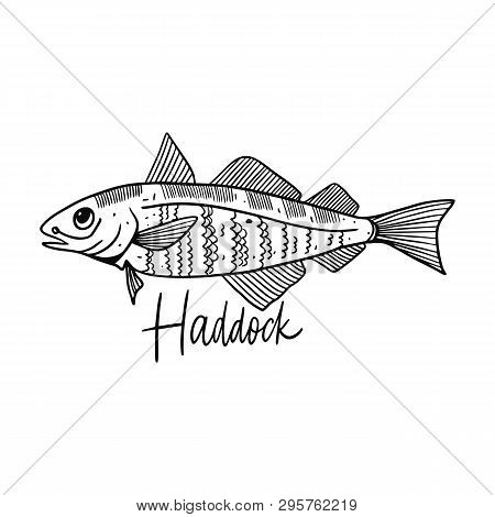 Fish Haddock. Hand Drawn Vector Illustration. Engraving Style. Isolated On White Background.