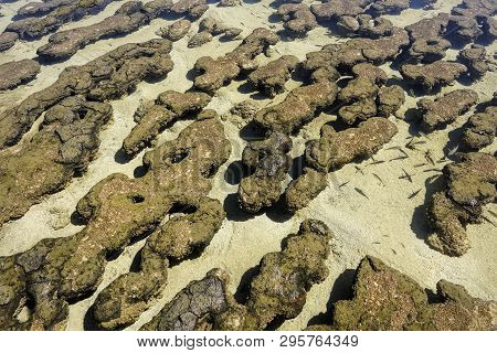 Hamelin Pool Is Hypersaline It Has Approximately Double The Salinity Of Normal Seawater Which Provid