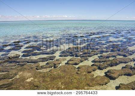 Hamelin Pool Is Hypersaline It Has Approximately Double The Salinity Of Normal Seawater Which Provid