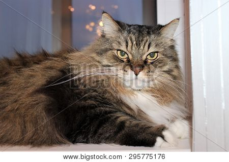 Fluffy Norwegian Forest Cat Looks Contemptuously. Pet.