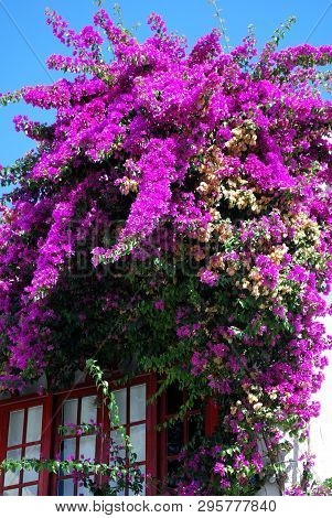 Pretty Bougainvillea Flowering Above A Townhouse Window, Conil De La Frontera, Cadiz Province, Andal