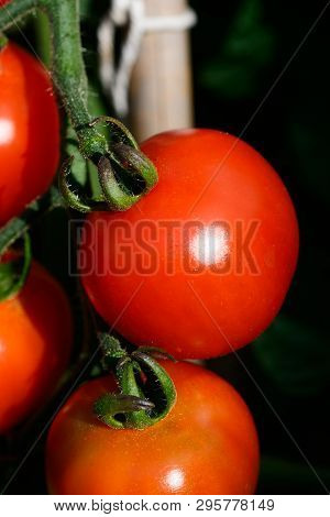 Alicante Tomatoes Ripening On A Truss On The Plant.