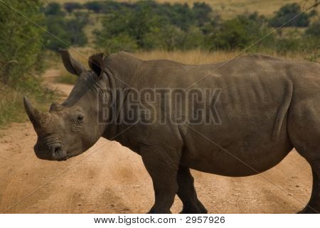 แรดขาวในอุทยานแห่งชาติครูเกอร์
