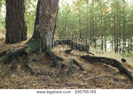 Powerful Tree Roots. Strong Pine Roots Have Grown Into The Ground. The Roots Of The Tree Were Bare. 