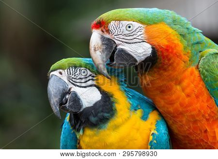 Very Beautiful Macaw Parrot Pair With Large Beaks