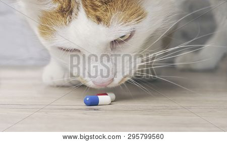 Tabby Cat Looking Curious To Medicine Capsules On The Table.