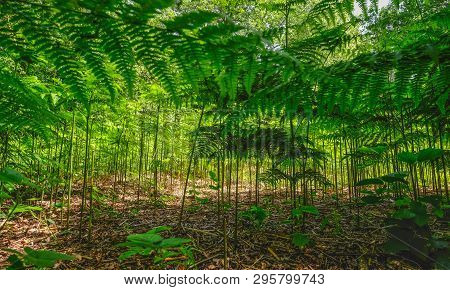 Fresh Green Ferns Taken From The Ground Looking Up. Undergrowth Shot With Beautiful Light.