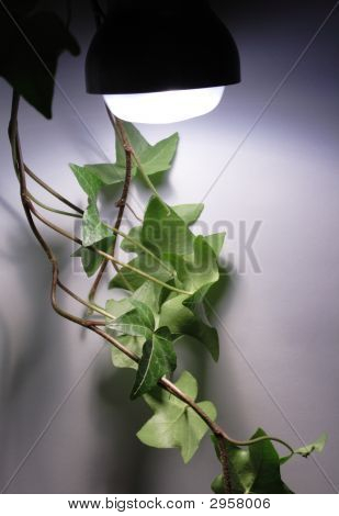 Lampe und Pflanze