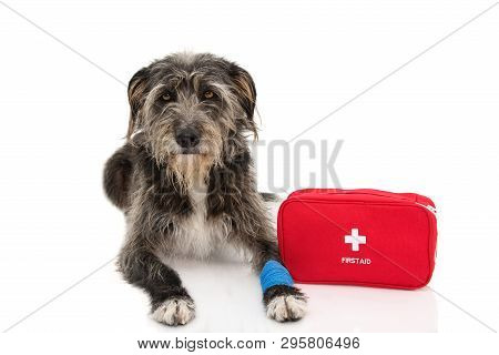 Sick Dog. Black  Sheepdog Puppy Lying Down With A Blue Bandage Or Elastic Band On Foot Or Paw And A 