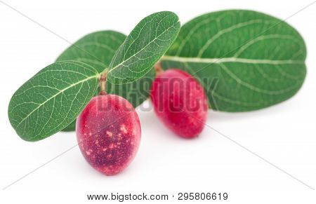 Koromcha Or Carandas Of Southeast Asia Eaten As Delicious Vegetable
