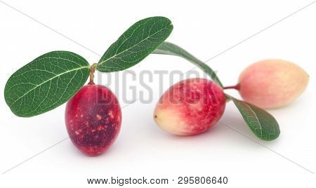 Koromcha Or Carandas Of Southeast Asia Eaten As Delicious Vegetable