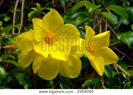 Flower01